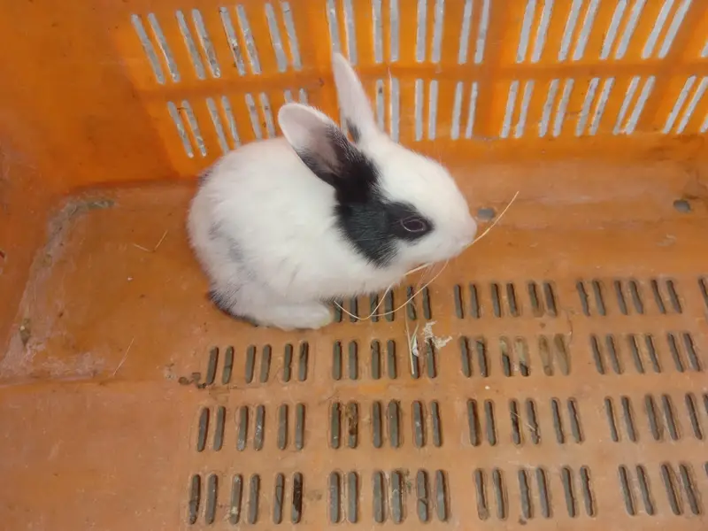 rabbit baby for sale 03224186572 — photo 3