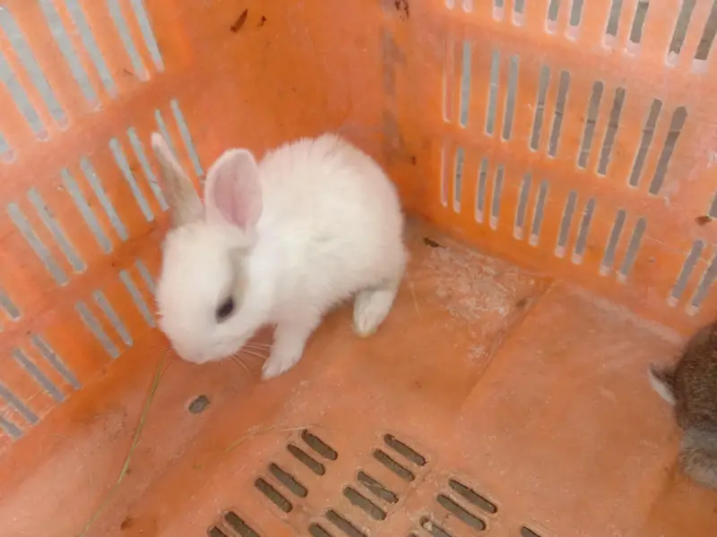 rabbit baby for sale 03224186572 — photo 4