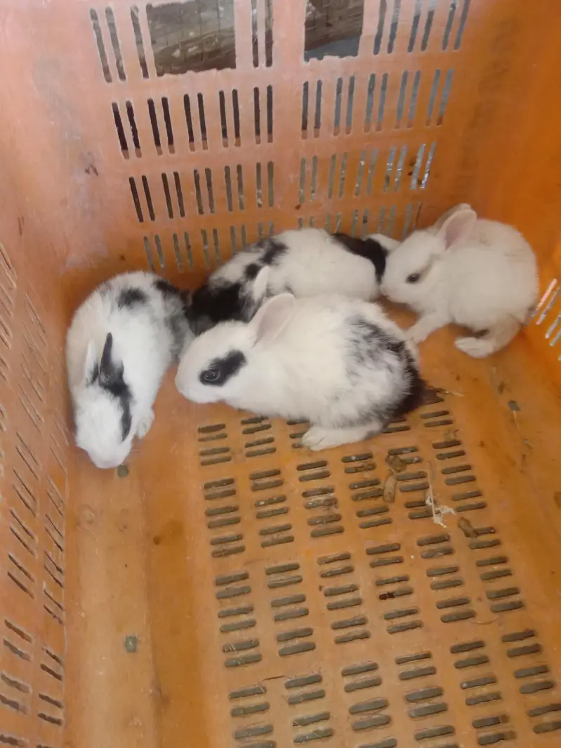 rabbit baby for sale 03224186572 — photo 5