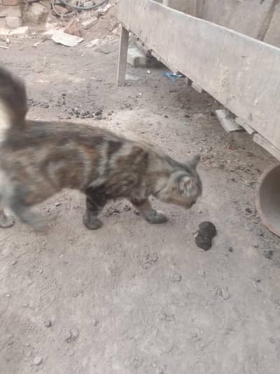 persions cat