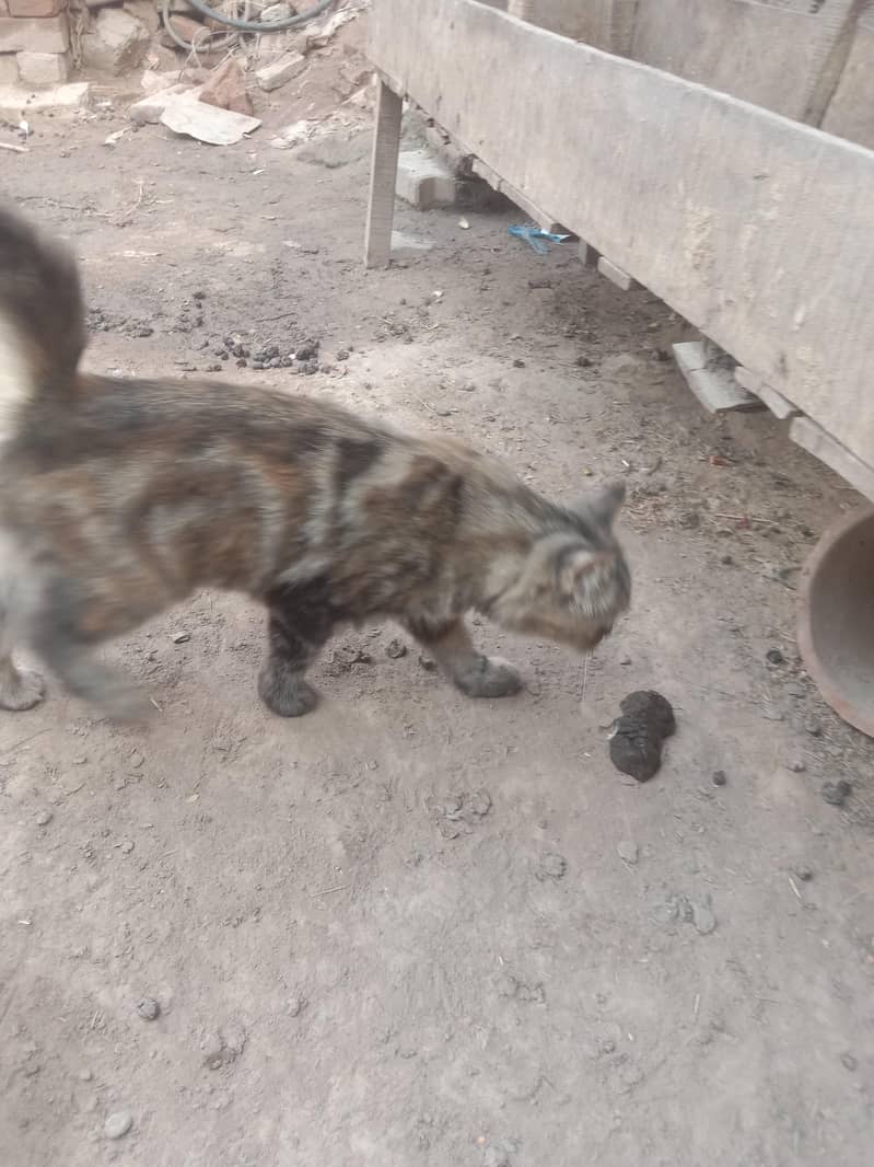 persions cat 0