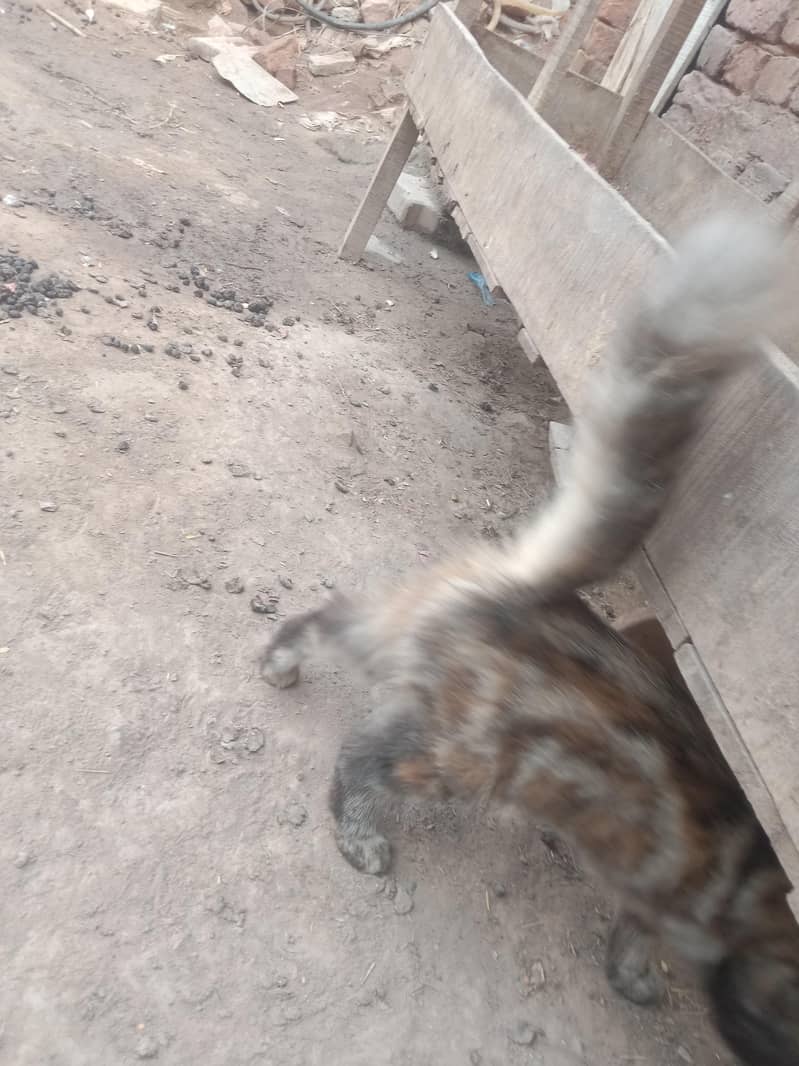 persions cat 1