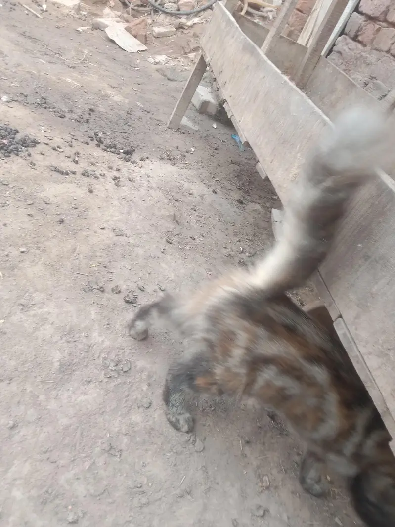 persions cat — photo 2