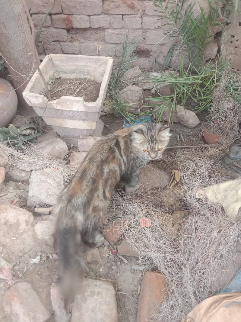 persions cat 2