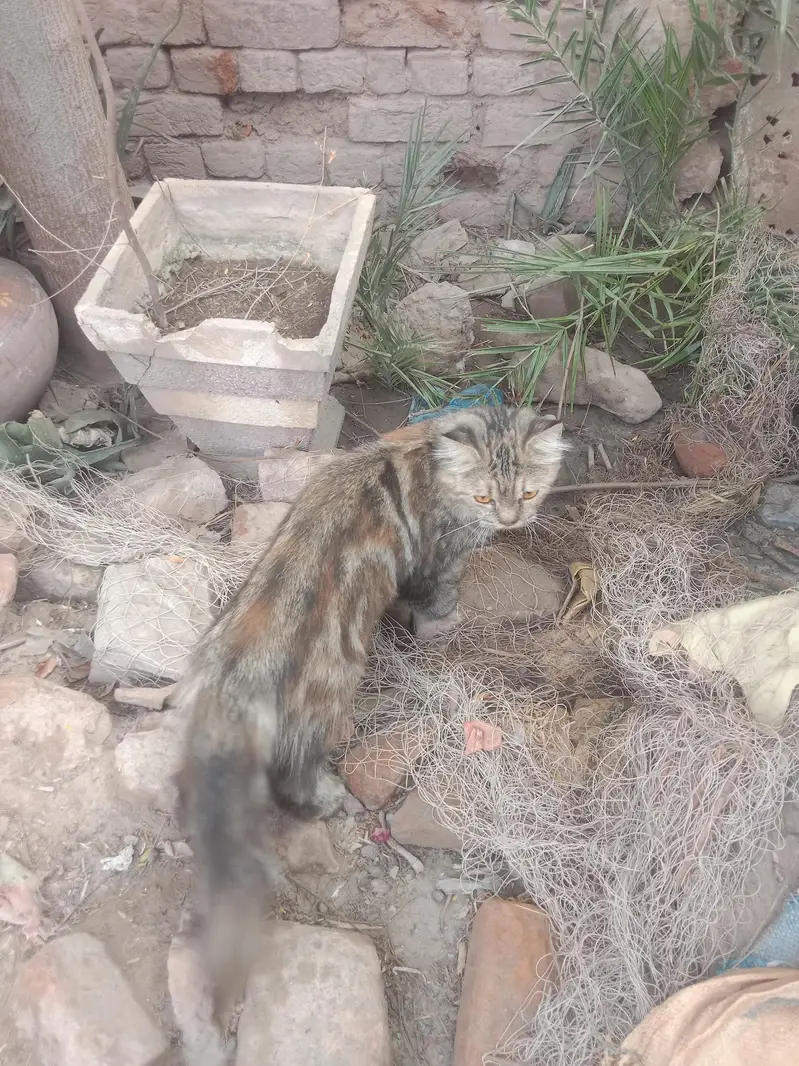 persions cat — photo 3