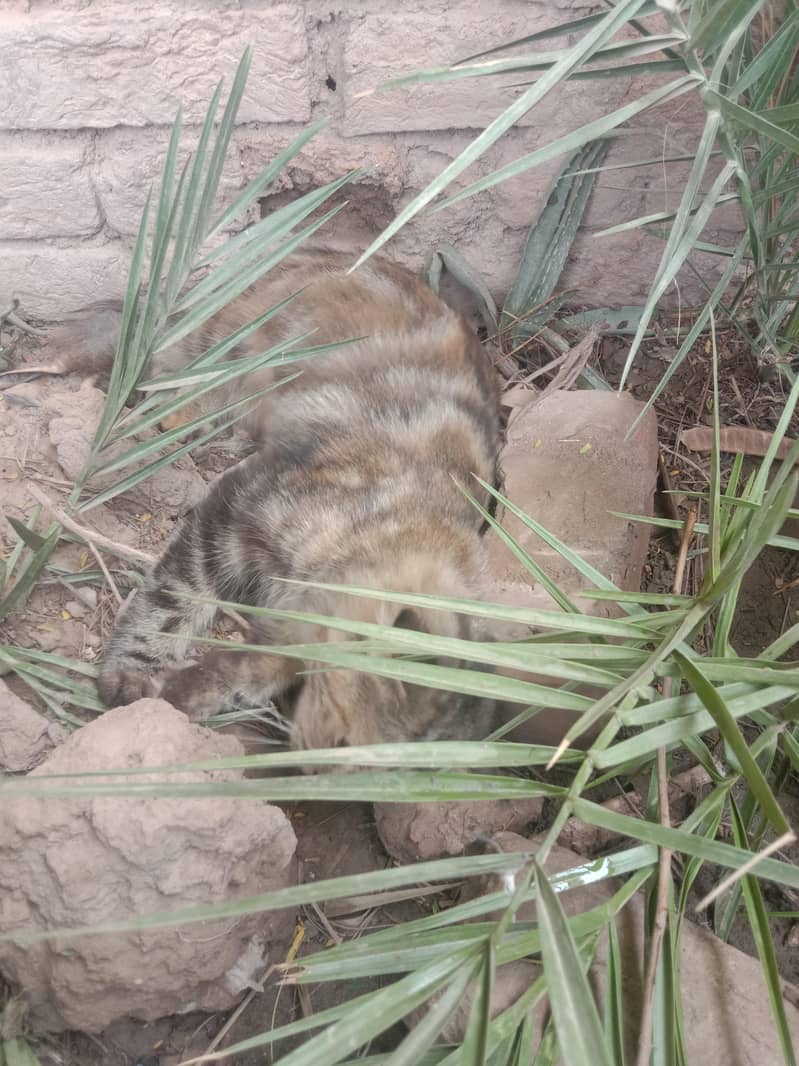 persions cat 3