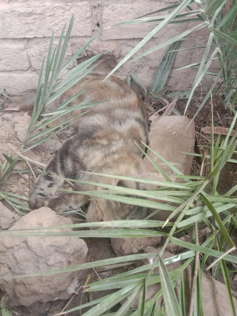 persions cat — photo 4