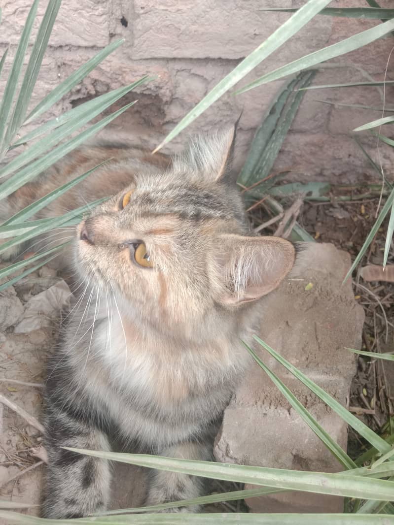 persions cat 4
