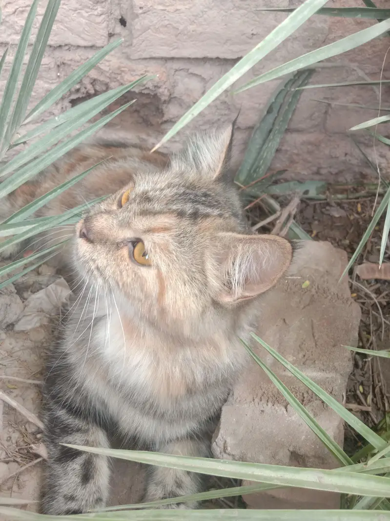 persions cat — photo 5