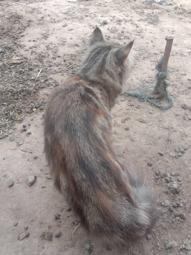 persions cat 5