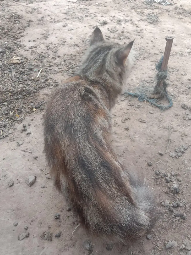 persions cat — photo 6