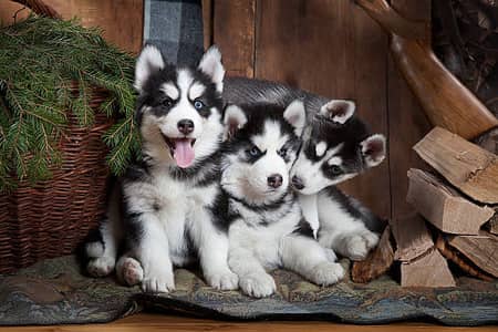 Seberian husky pair for sale