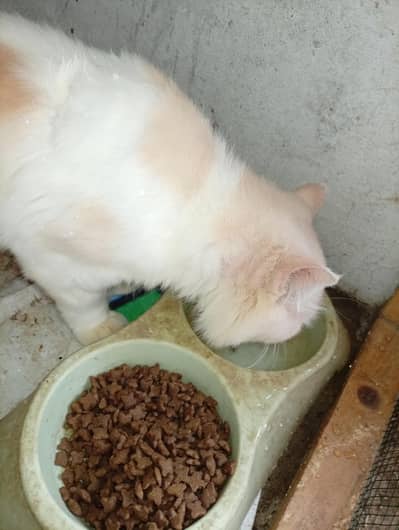 male cat