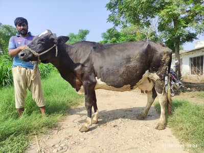 7 Months Pregnant Freisian Cow