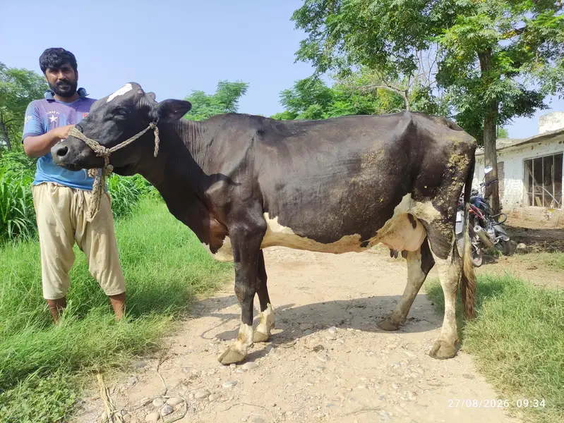 7 Months Pregnant Freisian Cow