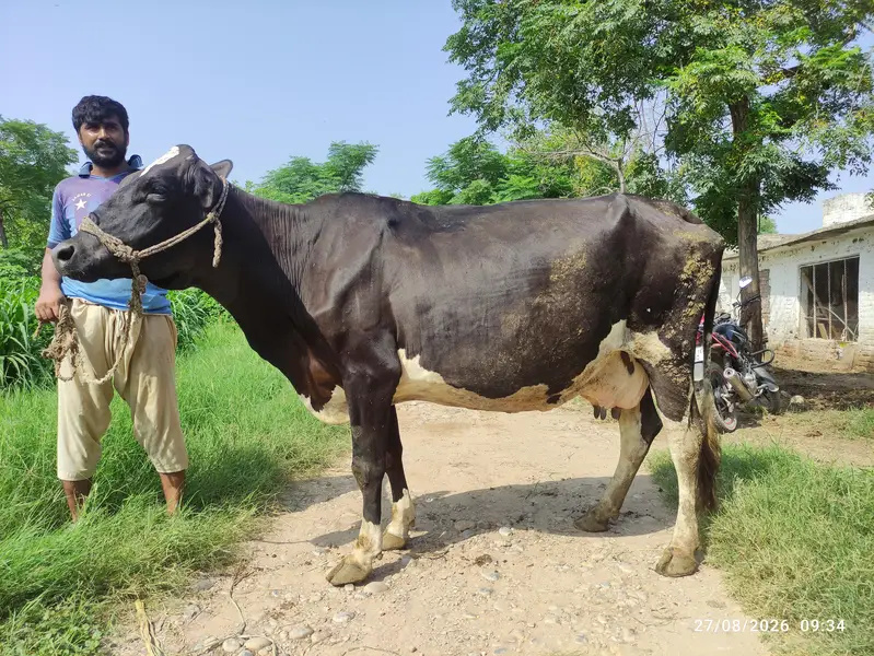 7 Months Pregnant Freisian Cow — photo 2