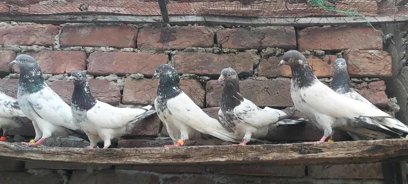 Golden Taddi Sialkoti Parvazi kabotar For Sale. — photo 3