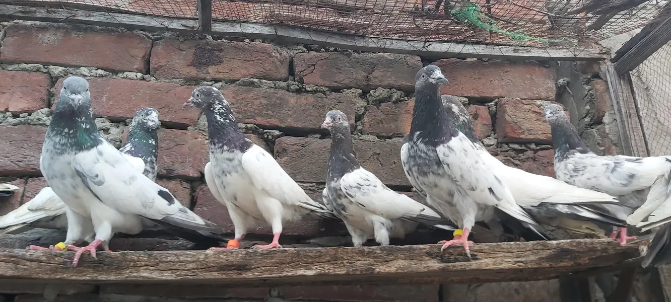 Golden Taddi Sialkoti Parvazi kabotar For Sale. — photo 4