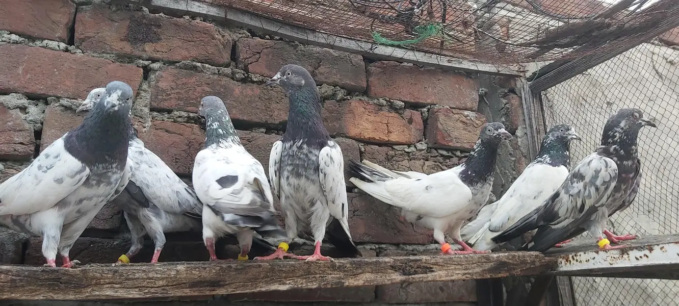 Golden Taddi Sialkoti Parvazi kabotar For Sale. — photo 10