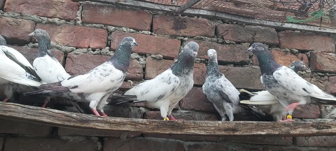 Golden Taddi Sialkoti Parvazi kabotar For Sale. — photo 11