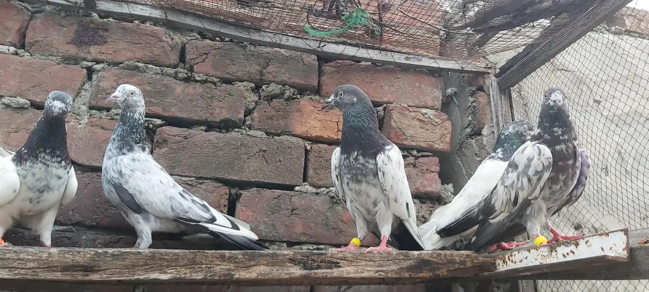 Golden Taddi Sialkoti Parvazi kabotar For Sale. — photo 12