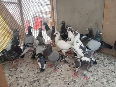 qasid pigeon