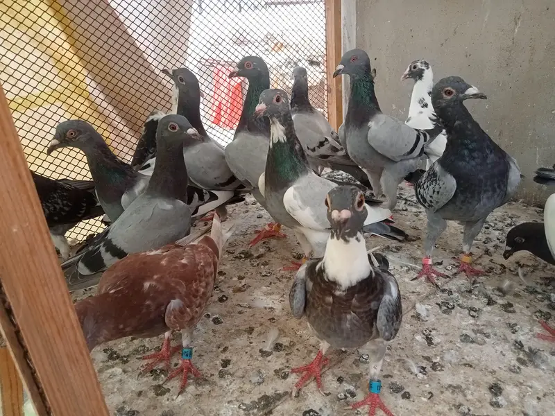 qasid pigeon — photo 2