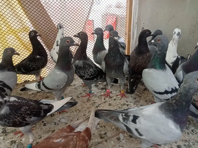 qasid pigeon — photo 3