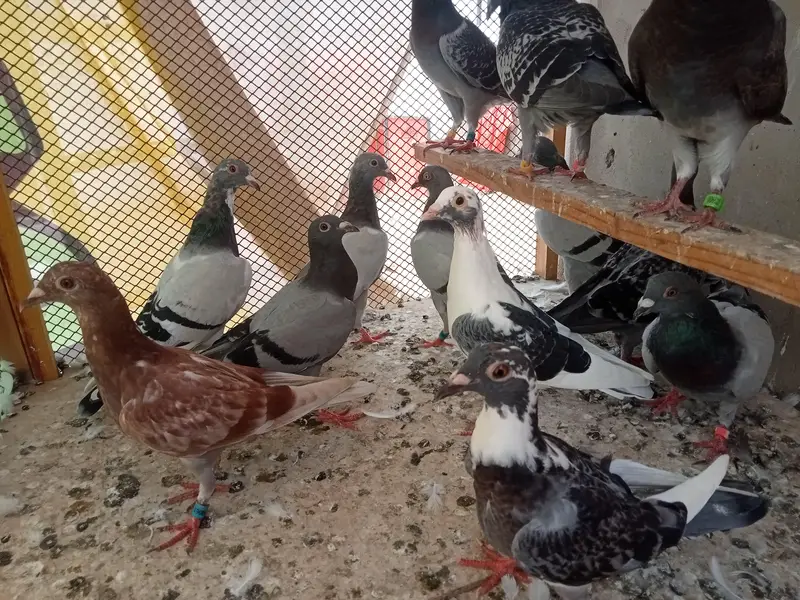 qasid pigeon — photo 4