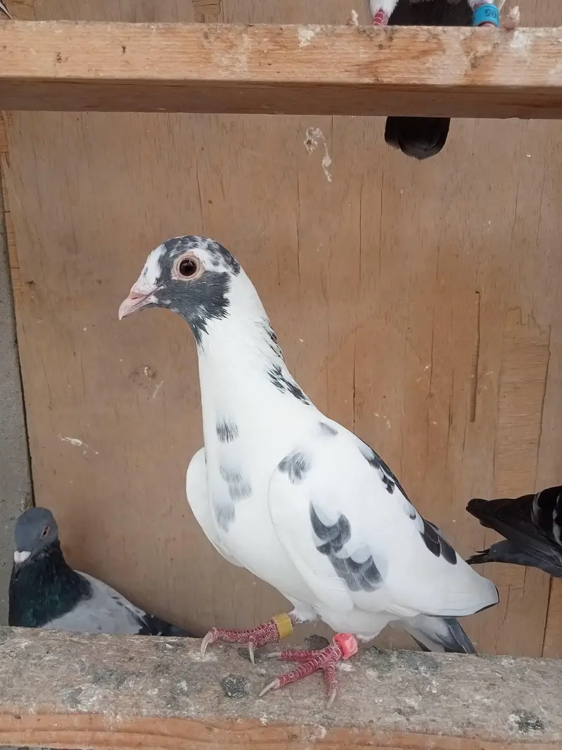 qasid pigeon — photo 5