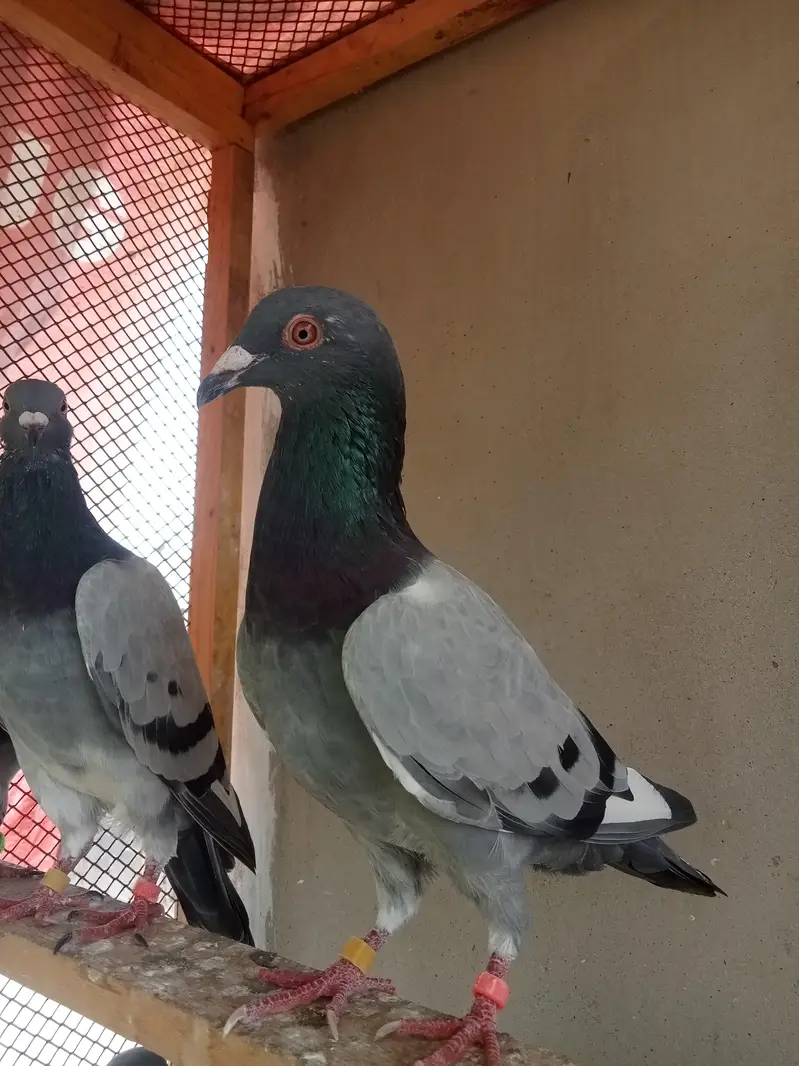 qasid pigeon — photo 6