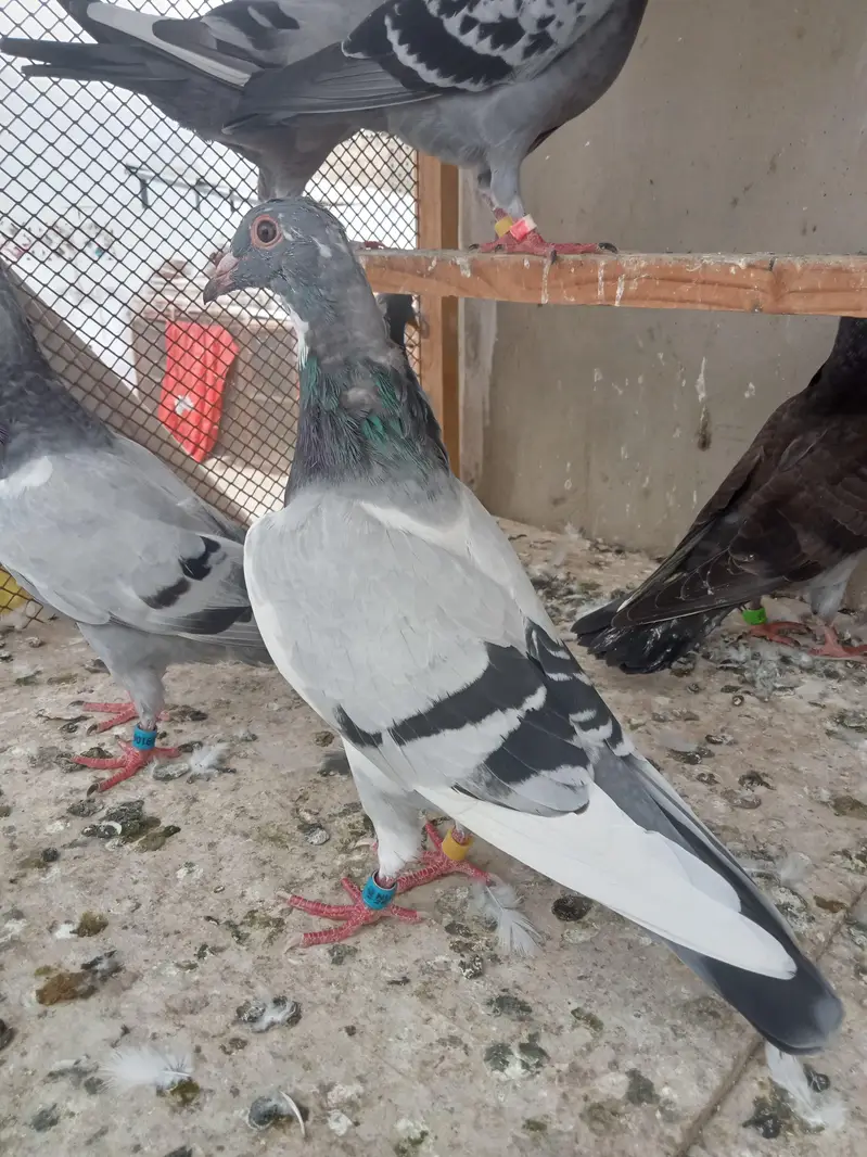qasid pigeon — photo 7