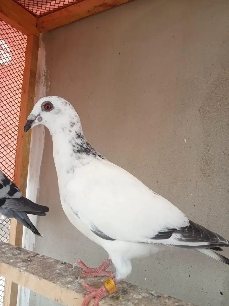 qasid pigeon — photo 8