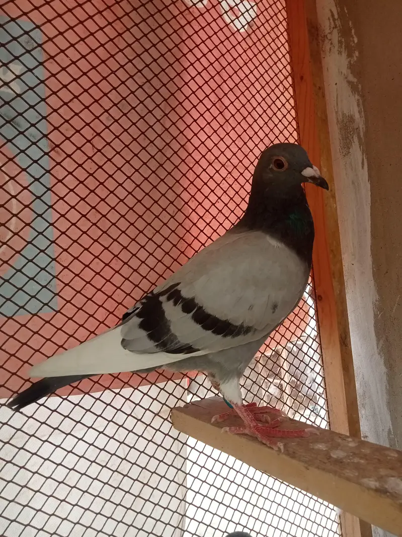 qasid pigeon — photo 9