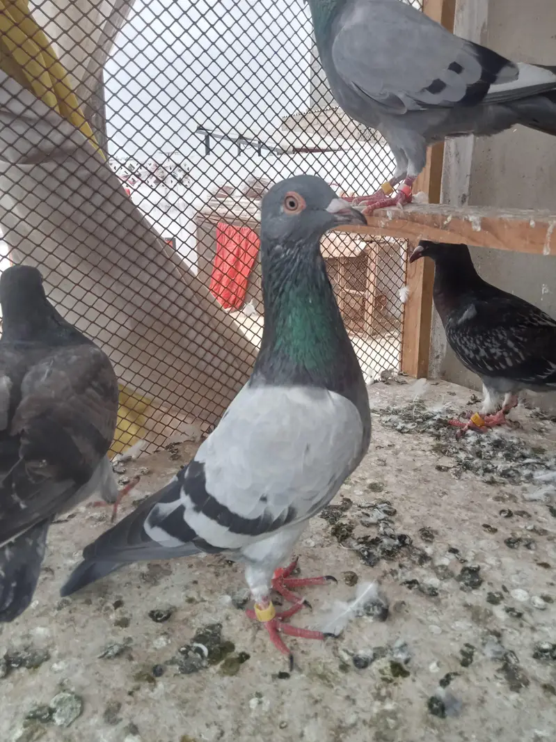 qasid pigeon — photo 10