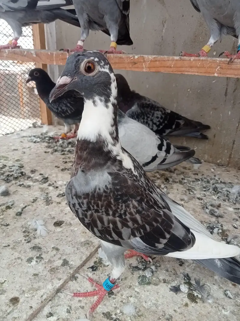 qasid pigeon — photo 11