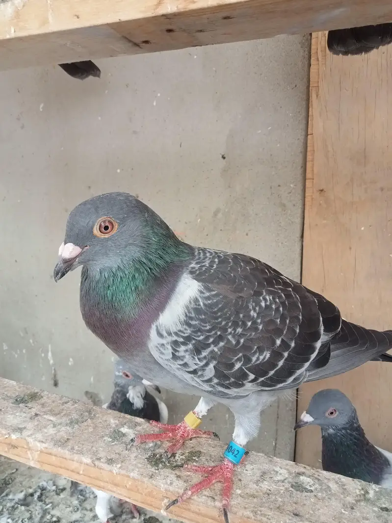 qasid pigeon — photo 12