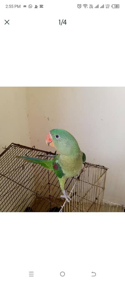 raw parrot