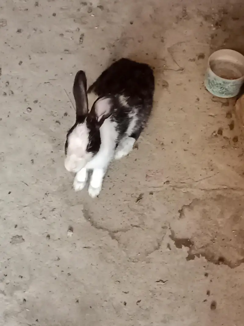 Desi Female Rabbit and Bunnies