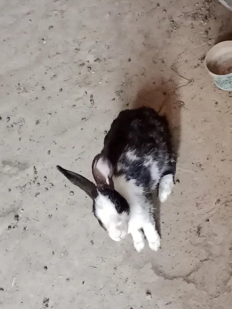 Desi Female Rabbit and Bunnies — photo 2