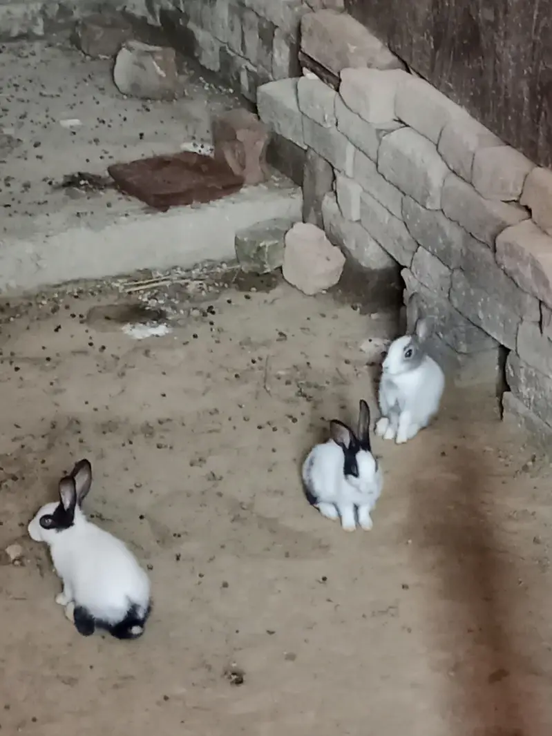 Desi Female Rabbit and Bunnies — photo 3