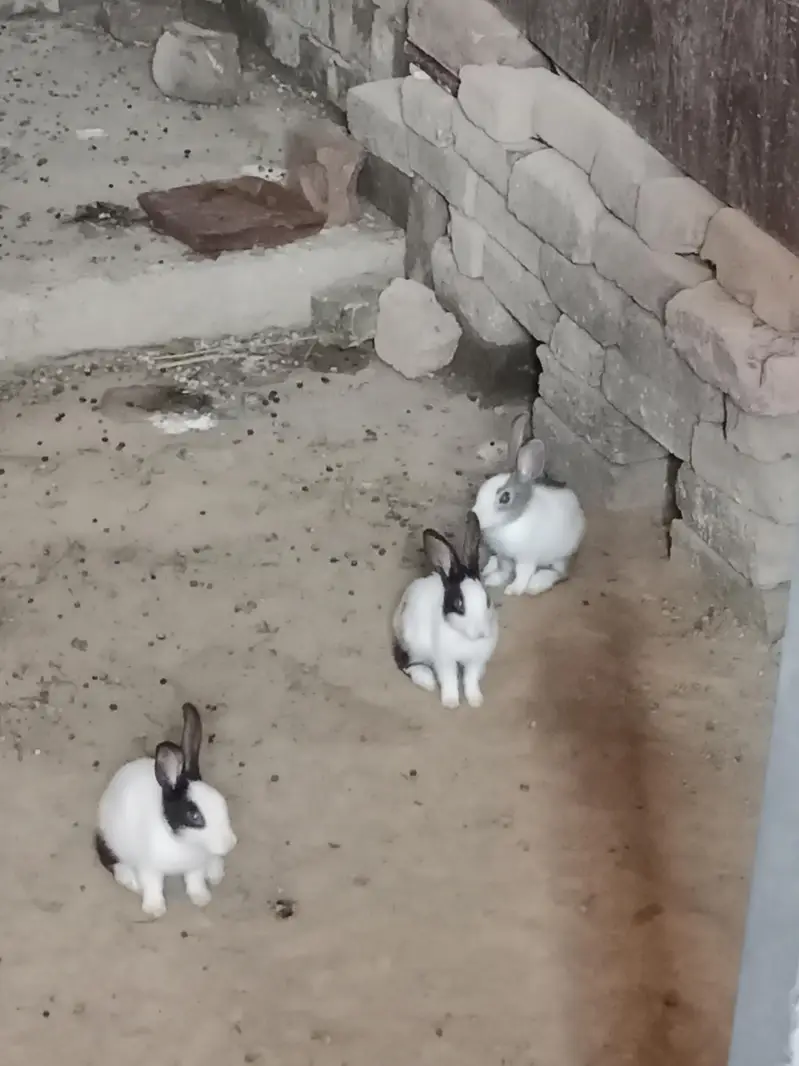 Desi Female Rabbit and Bunnies — photo 4