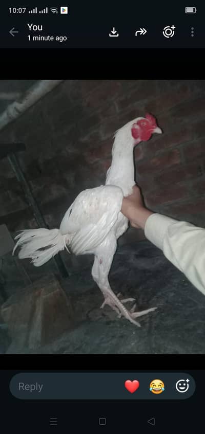 Aseel breed roster