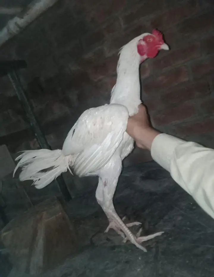 Aseel breed roster — photo 2