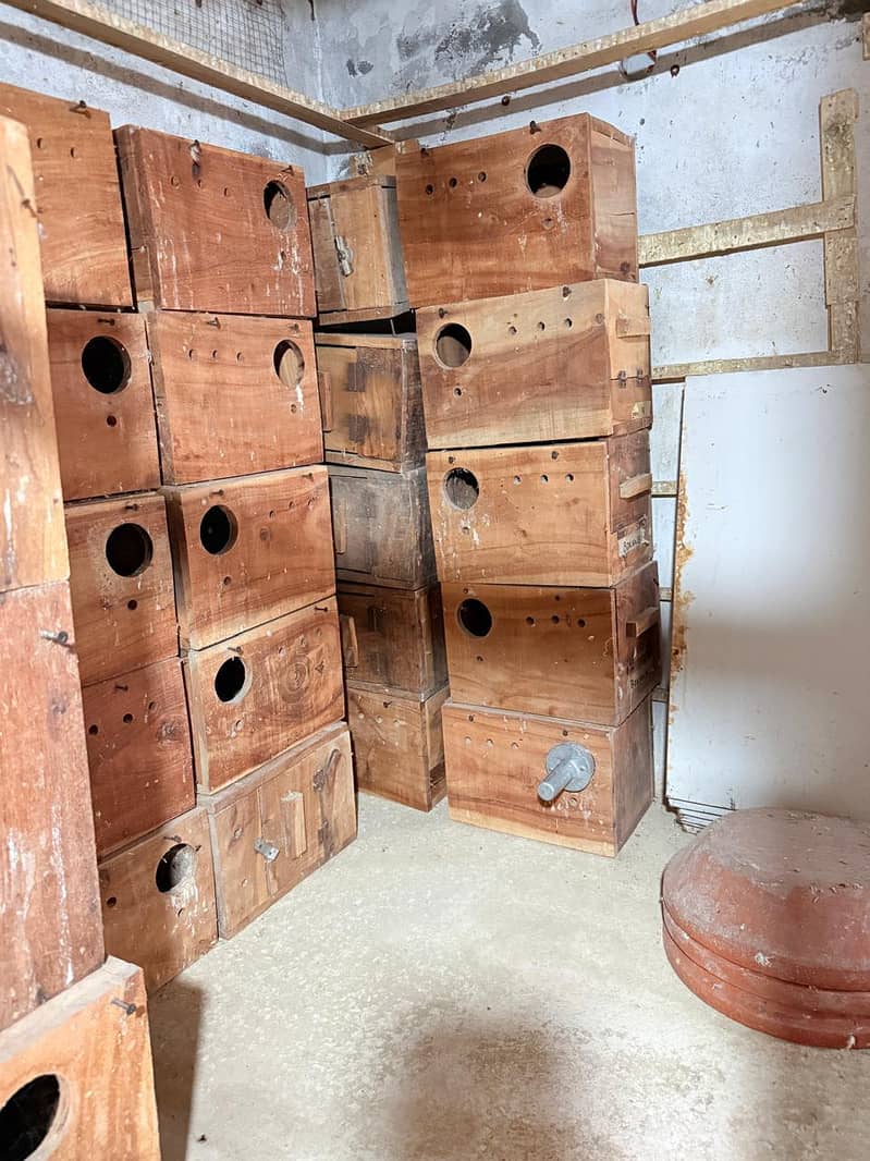 Breeding Box 10