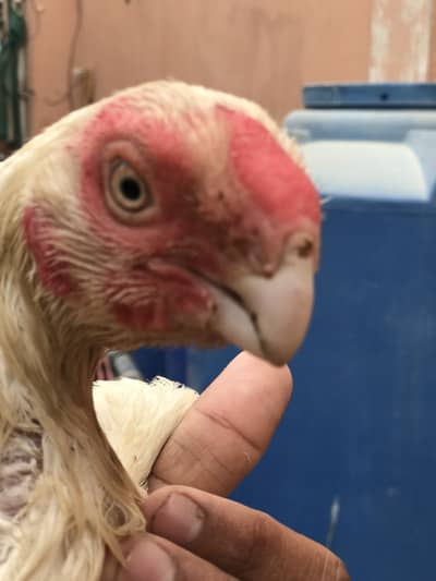 Exchange possible Top quality parrot beak long tail,parrot beek,