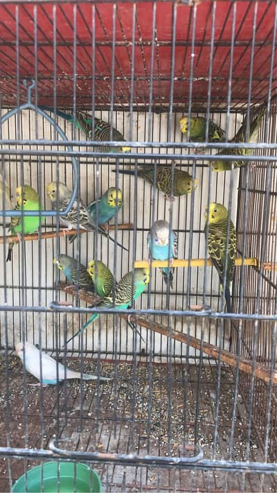 budgies parrot 