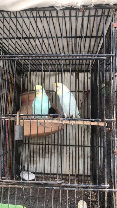 budgies parrot