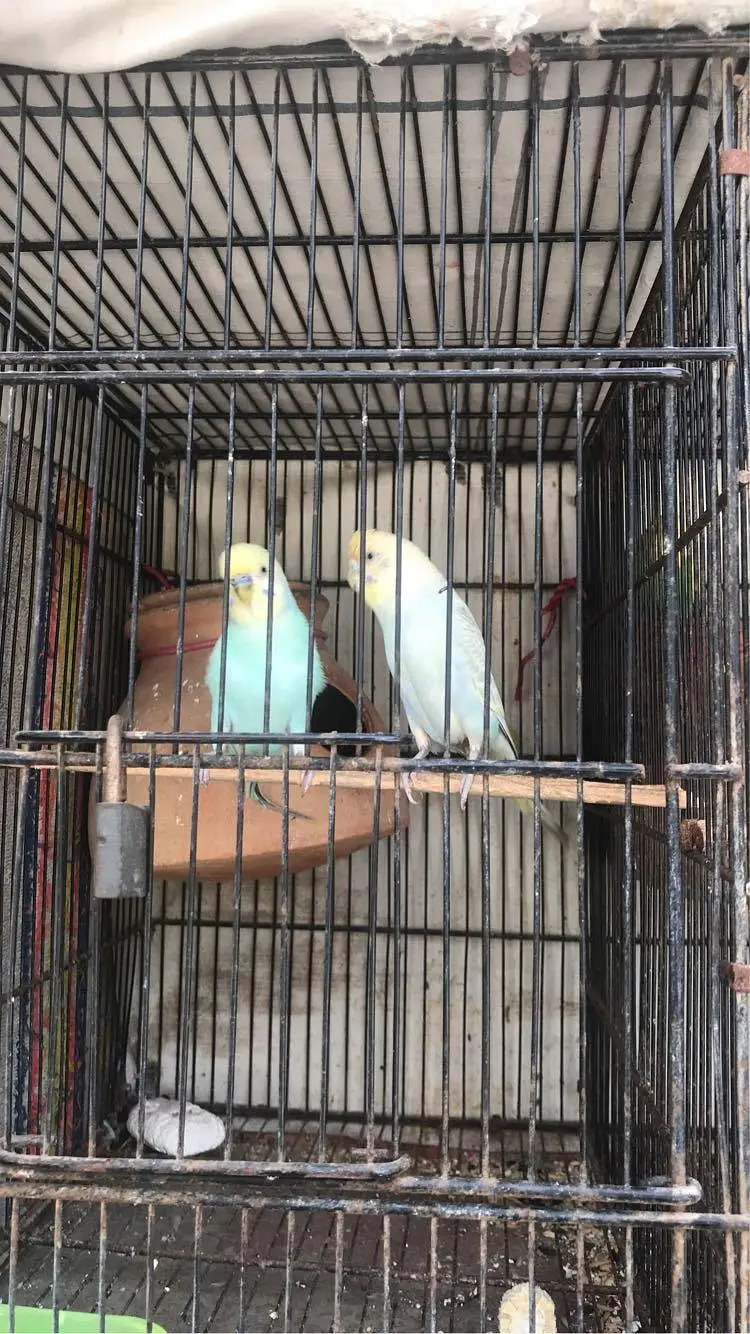 budgies parrot  — photo 2