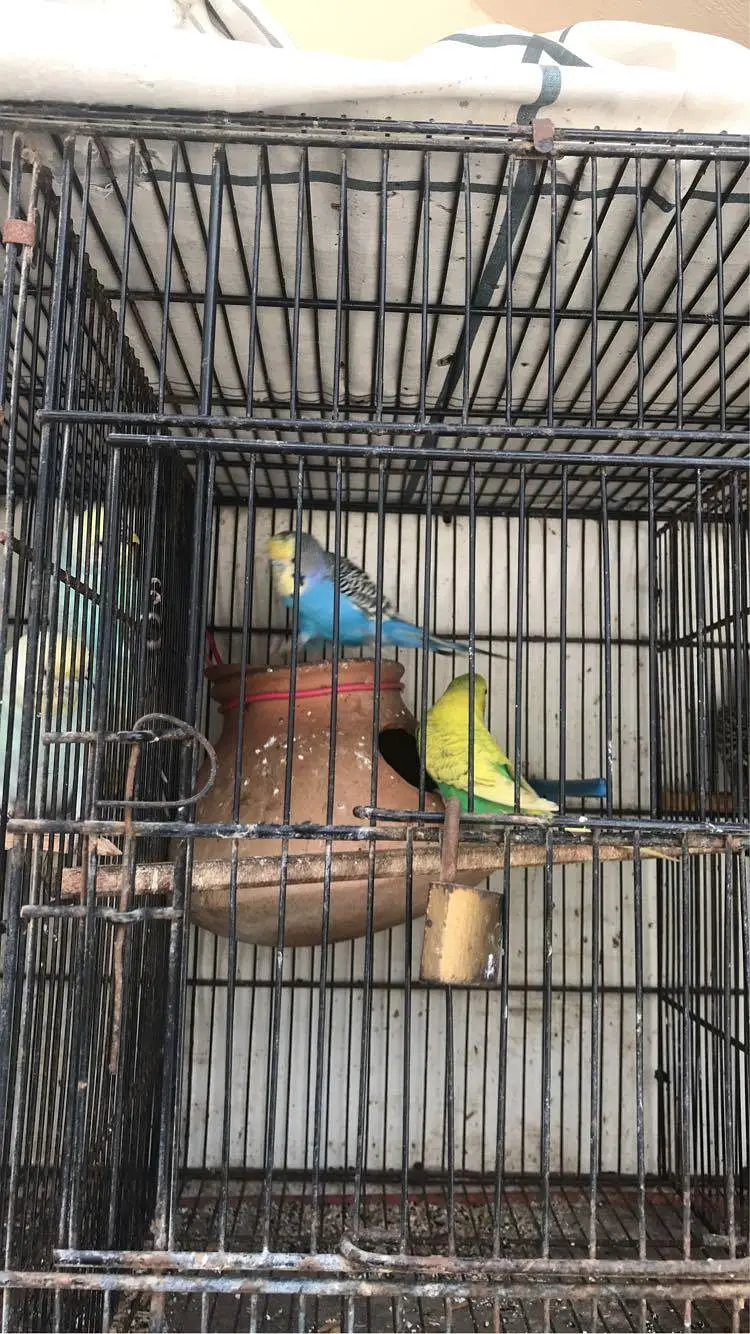budgies parrot  — photo 3